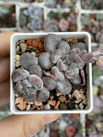 Close-up of Echeveria Lepe succulent plant on gardening backgroundの写真素材