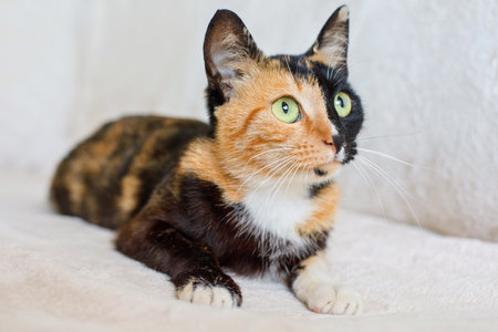Curious young multi color cat looking up and sitting on comfortable sofa at homeの写真素材