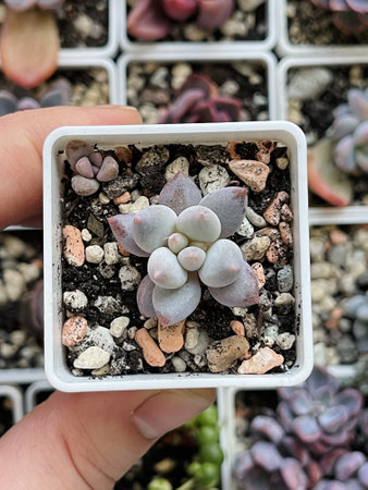 Blue succulent flower pachyphytum Starburst rosette in potの写真素材
