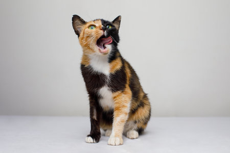 Cute cat pet licking and looking up on white background, portraitの写真素材