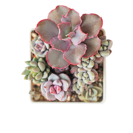 Mini garden with Echeveria Bittersweet succulent on white backgroundの写真素材