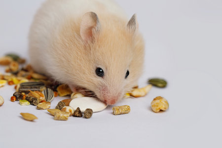 Cute Syrian hamster eating seeds on white background. Animal petの写真素材