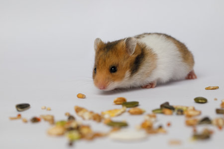 Golden hamster with seeds on white background. Animal petの写真素材