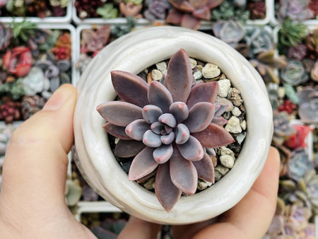 Echeveria Sugar Jelly in white ceramic pot, top viewの写真素材