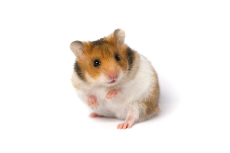 Standing cute little hamster with golden fur on white backgroundの写真素材