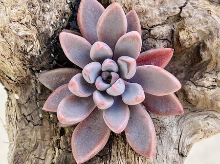 Purple color rosette of Echeveria Sugar Jelly on old wooden backgroundの写真素材