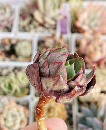 Red and green Echeveria Yangjin flower on colorful floral backgroundの写真素材