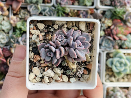 Top view of Echeveria Cupid in small plastic potの写真素材