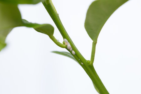 Mealybug eating plant on white background close up. Gardening problem, damaged flower houseplantの写真素材