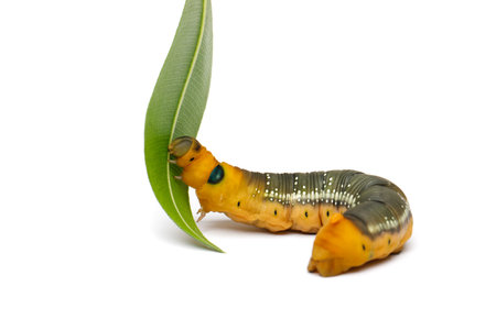 Caterpillar eating green leaf isolated on white background, macroの写真素材
