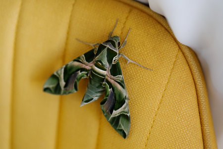 Butterfly Oleander Hawk moth close upの写真素材