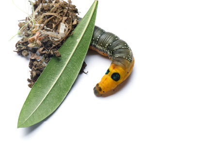 Caterpillar on white. Oleander Hawk moth or Daphnis nerii with green Oleander leafの写真素材