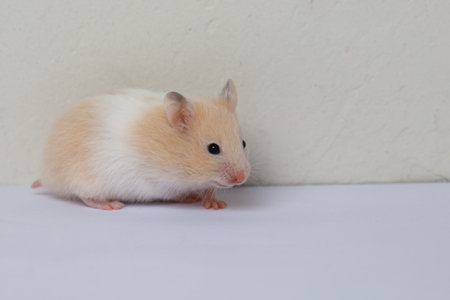 Golden hamster indoor. Animal petの写真素材