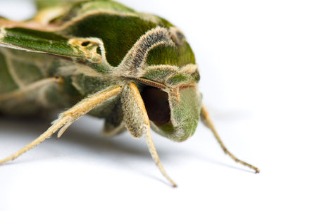 Macro of butterfly Oleander Hawk moth on white backgroundの写真素材