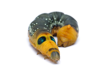 Cute Caterpillar on white backgroundの写真素材