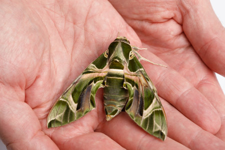 Daphnis nerii (Oleander Hawk-moth, Army Green Moth) butterfly on human handの写真素材