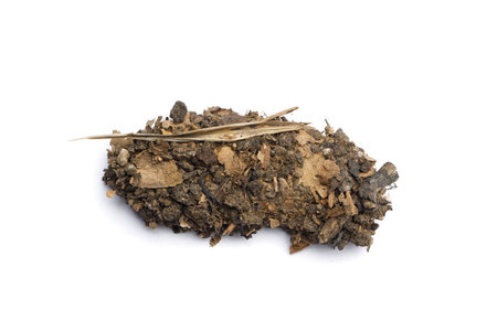 Dried organic matter on white backgroundの写真素材