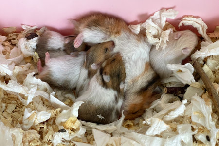 Top view of small baby hamsters sucking milk from their motherの写真素材