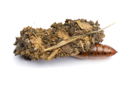 Colorful pupa cocoon and house of Oleander Hawk moth or Daphnis nerii on white backgroundの写真素材