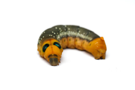 Caterpillar. Larva on white background