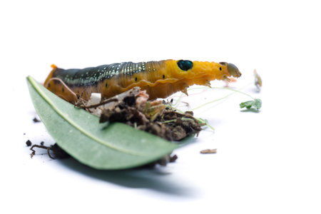 Insect Caterpillar of Oleander Hawk moth or Daphnis nerii with green Oleander leaf on white backgroundの写真素材