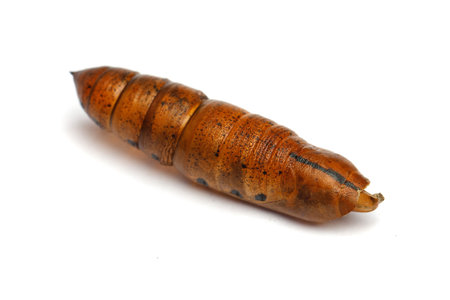 Brown pupa cocoon macro on white backgroundの写真素材