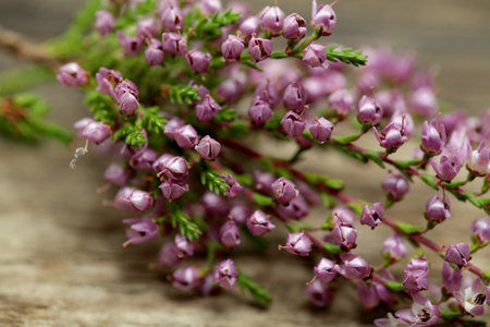 Macro photo of heather flowerの写真素材
