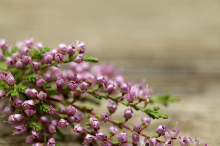 Purple heather or calluna vulgaris flower closeupの写真素材