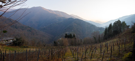 Sunny landscape of mountains and treesの写真素材