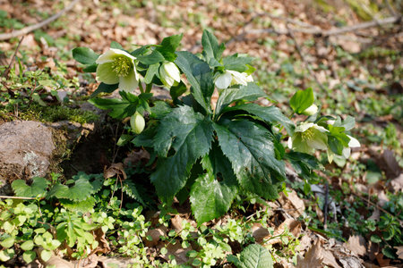 Little bush of wild strawberry with flowersの写真素材