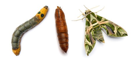 Butterfly, Caterpillar and pupa top view macro. Oleander Hawk-moth or Daphnis nerii, Chrysalisの写真素材