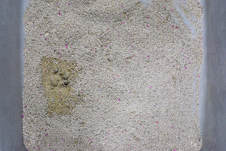 Cat litterbox, animal toilet closeupの写真素材