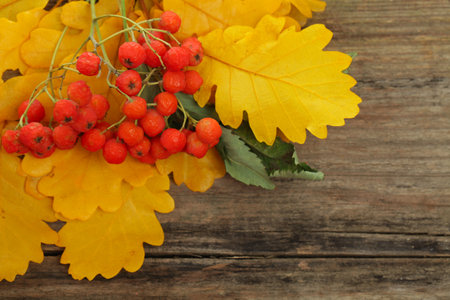 Red rowan berries and yellow oak leaves on vintage wooden backgroundの写真素材