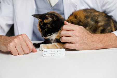 Young cat and male vet in veterinary clinic close-upの写真素材