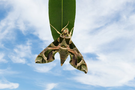 Butterfly Daphnis nerii or Army Green Moth against blue sky background outdoors