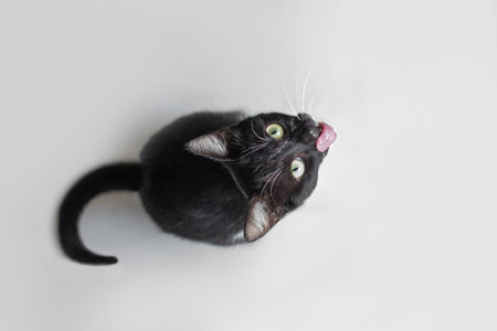 Black and white color cat looking up and licking on white backgroundの写真素材