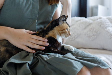 Resting tricolor cat with green eyes sitting with her female owner at homeの写真素材