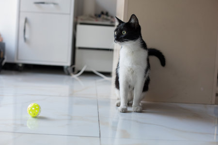 Young playful cat playing yellow ball at homeの写真素材