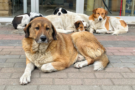 Cute fluffy big dogs on city street outdoorsの写真素材