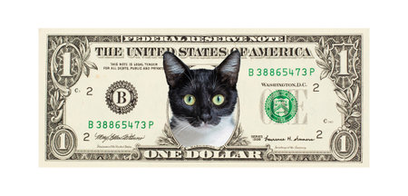 Funny fluffy cat pet on US dollar banknote isolated on white background