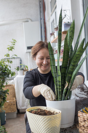 Attractive mid adult woman holding green houseplant in her hand standing indoor. Gardening, relaxation and planting conceptの写真素材