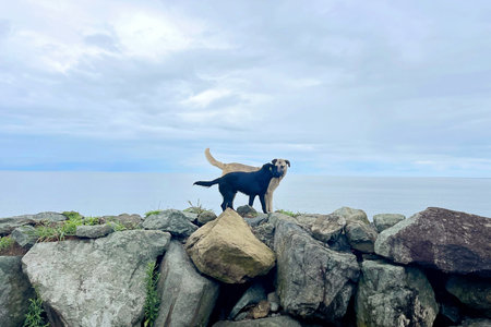 Dog couple walking together outdoors