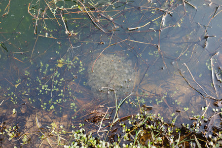 Frog floating eggs on the water of a pond. Frog spawnの写真素材