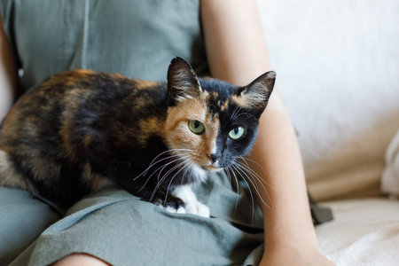 Colorful cat portrait close-up with owner indoorの写真素材