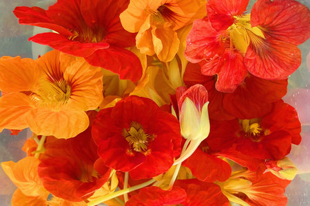 Vibrant orange Nasturtium flowers. Tropaeolum majus in plateの写真素材