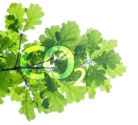Carbon Dioxide on fresh green oak leaves on white background. Global warming concept