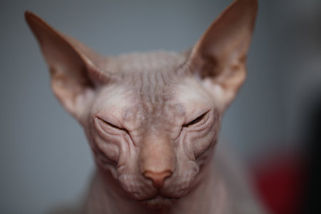 Young Hairless Cat Sphynx Portrait