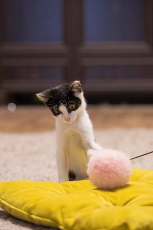 Pet kitten playing pink fluffy ball at home. Young cat portrait
