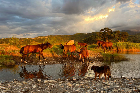 Brown horses outside on field meadow with a beautiful sunset sky cloudsの写真素材