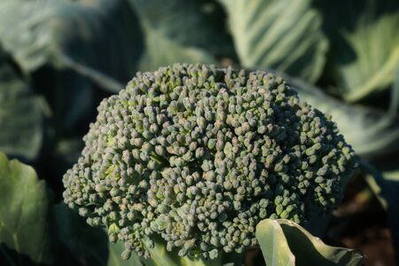 juicy fresh broccoli on a background of bedsの写真素材